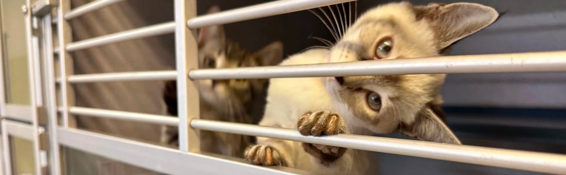 Cat at Franklin County Humane Society