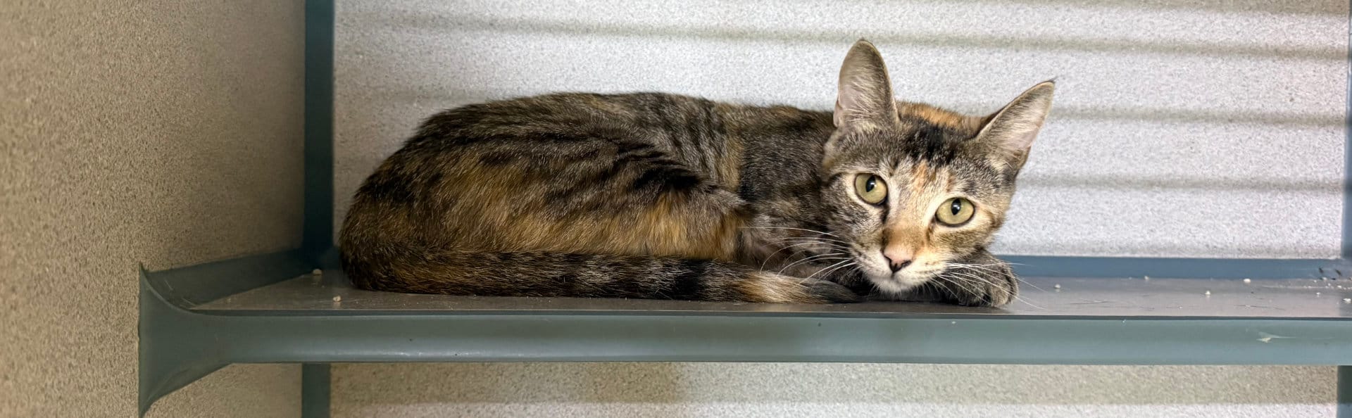 Small cat awaiting new owners in Franklin County, FL