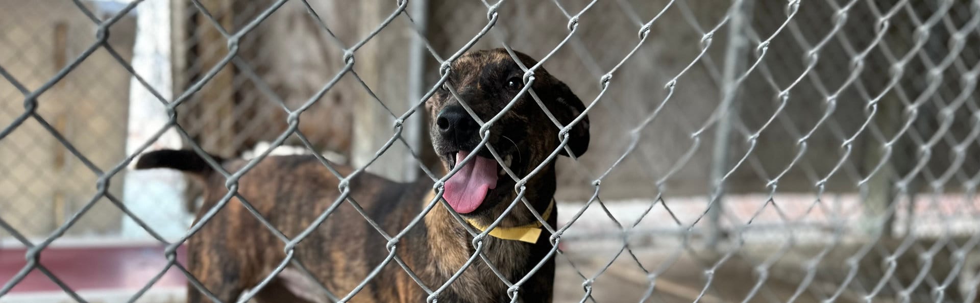 Dog awaiting new owners in Franklin County, FL