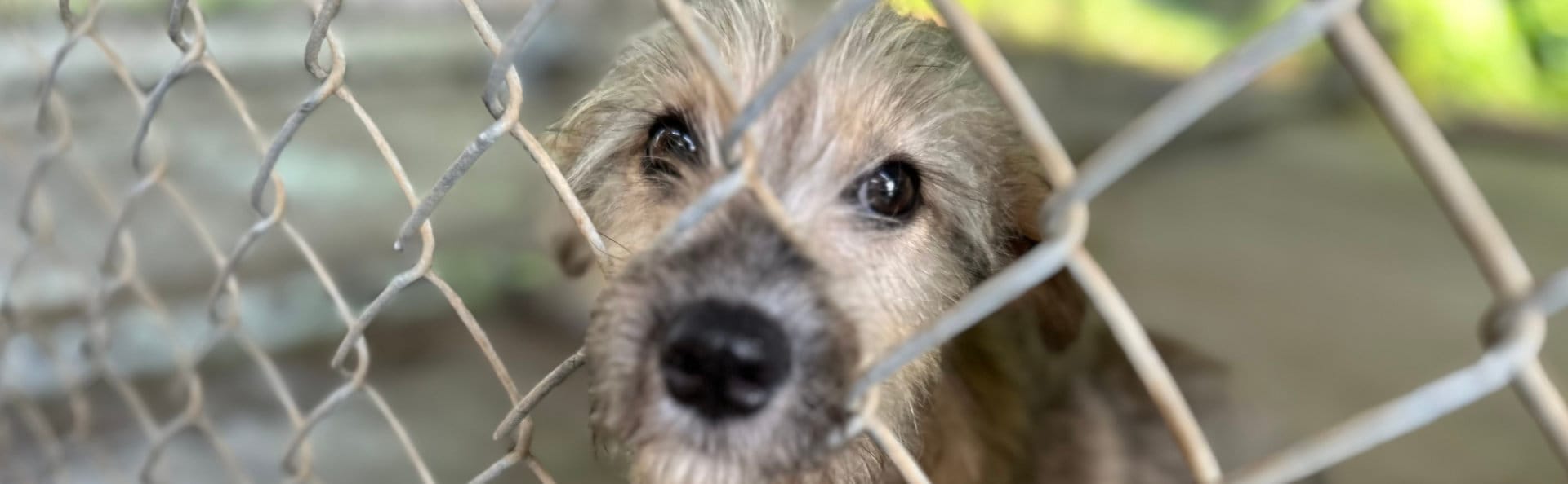 Dog poking nose out fence