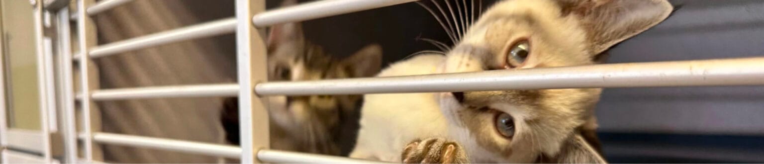 Crap Project Adopt a Pet | Franklin County Humane Society