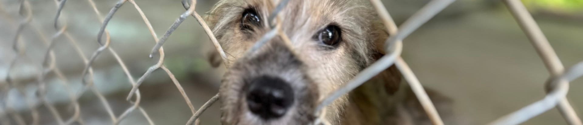 Dog in Eastpoint ready for a new family