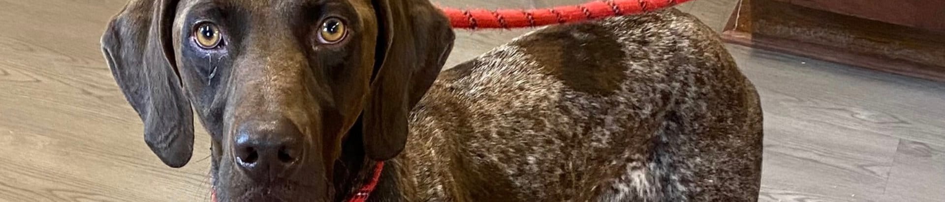 GSP ready for a new home in Franklin County, FL