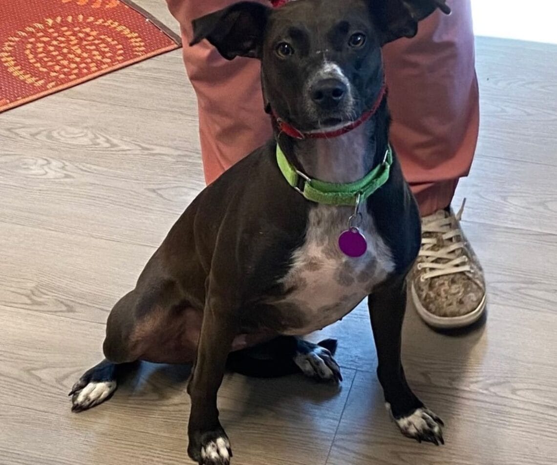 Lacey the pet of the week