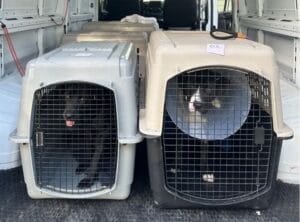 Pet Transports
