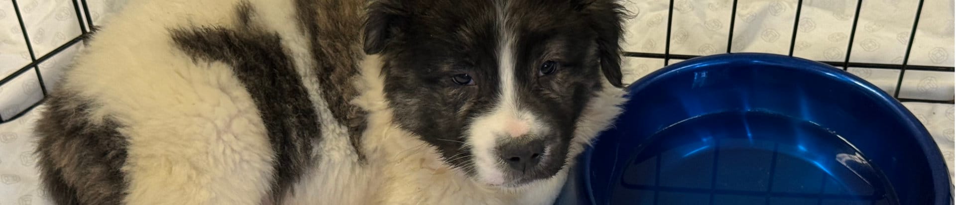 Puppy resting near bowl at shelter