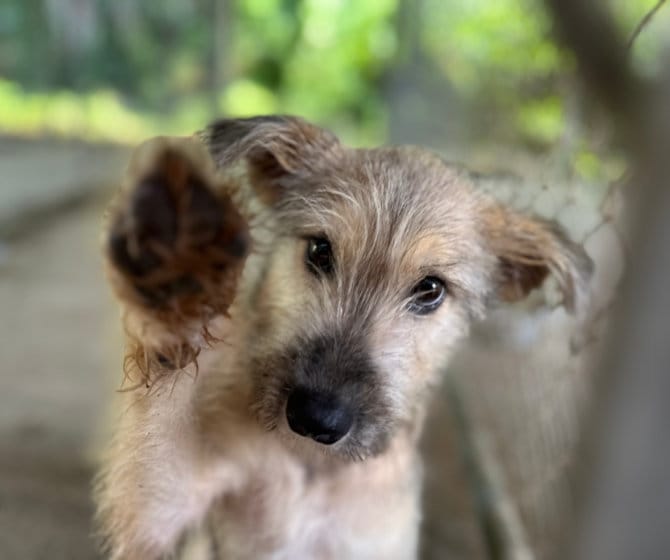 Puppy saying hello raising paw