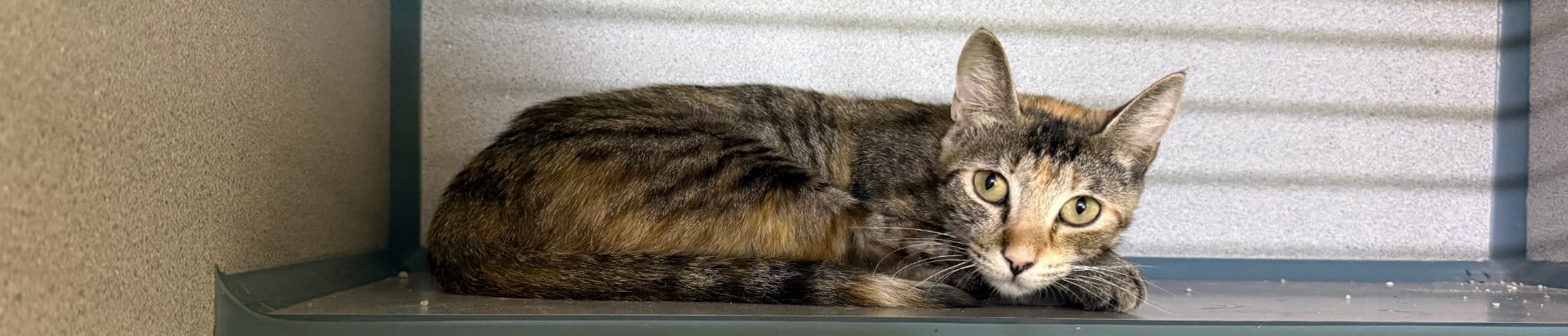 Small cat at Franklin County Humane Society