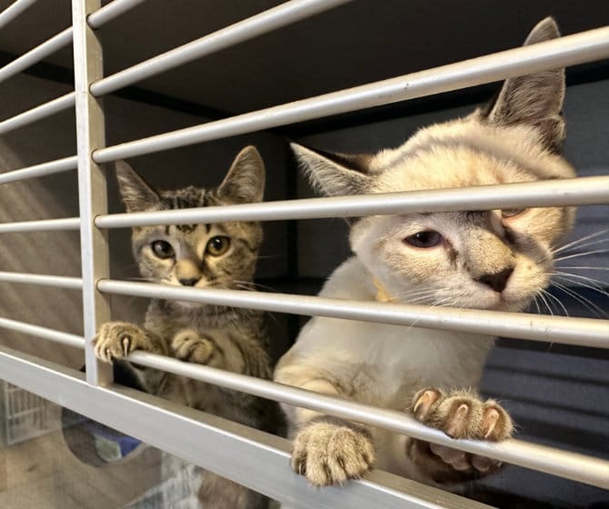 Small kittens awaiting adoption in Franklin County, FL