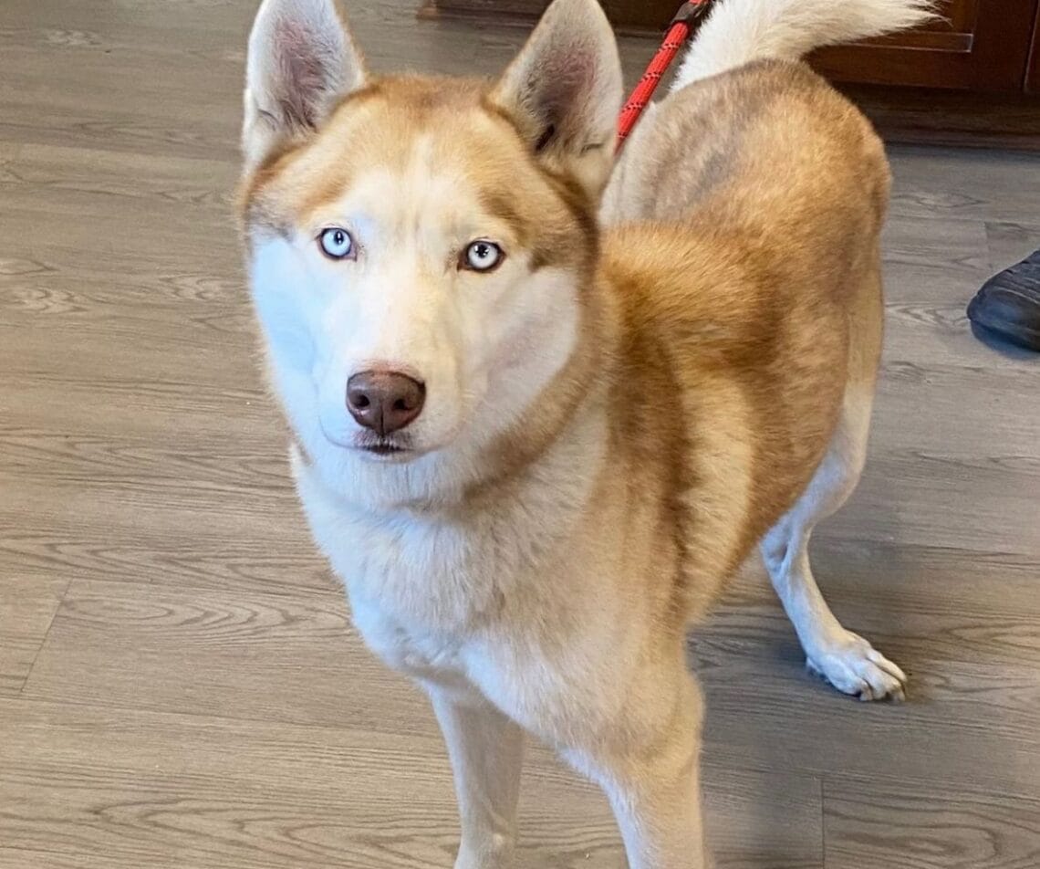 Sven 5 year old husky