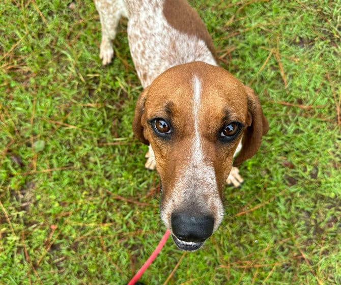 Sweet hound dog being walked