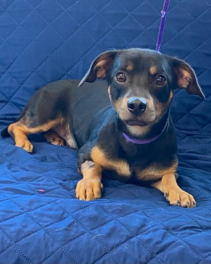 Arnold is a dachshund mix that just needs a happy, calm owner.