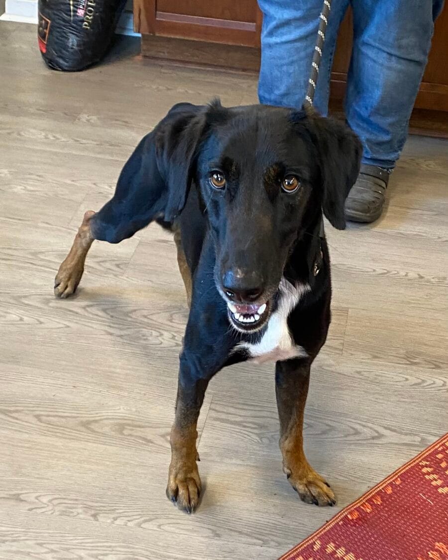 Kabul is a gorgeous sight hound.