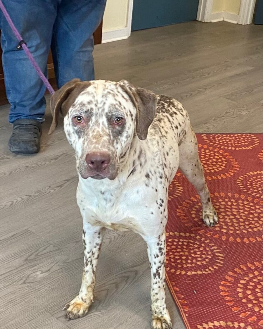 Jake is a 2 year old Dalmation mix who loves everyone he sees.