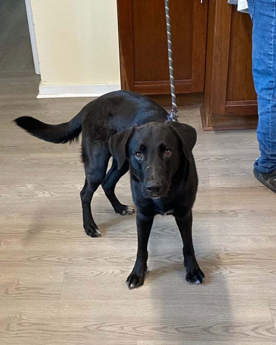 Breeze is a lovely lab/shepherd mix.