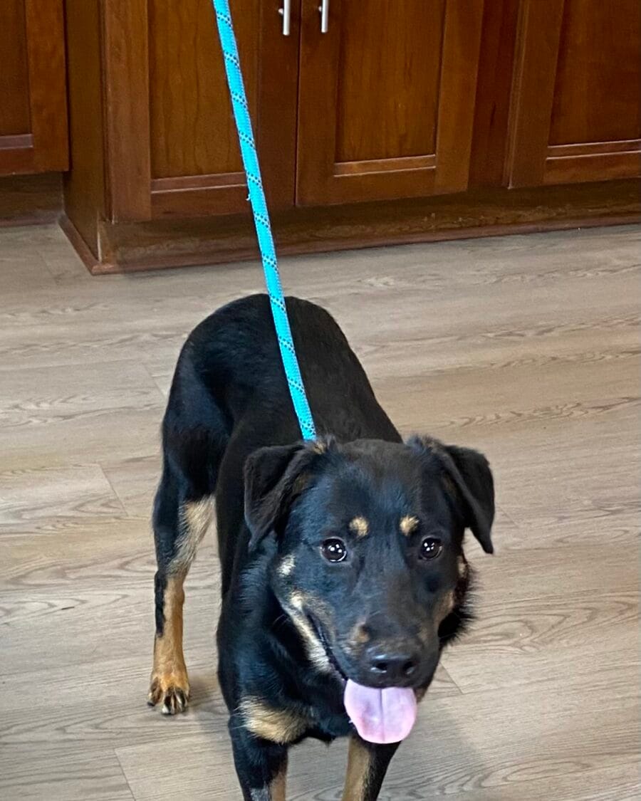 BeeBee is a gorgeous black and tan shepherd mix.