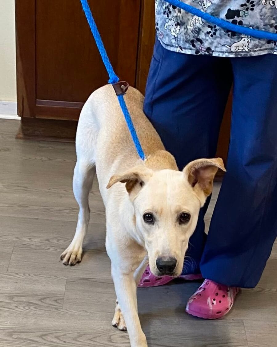 What pretty dog. Lady is a one year old Labrador/German Shepherd mix