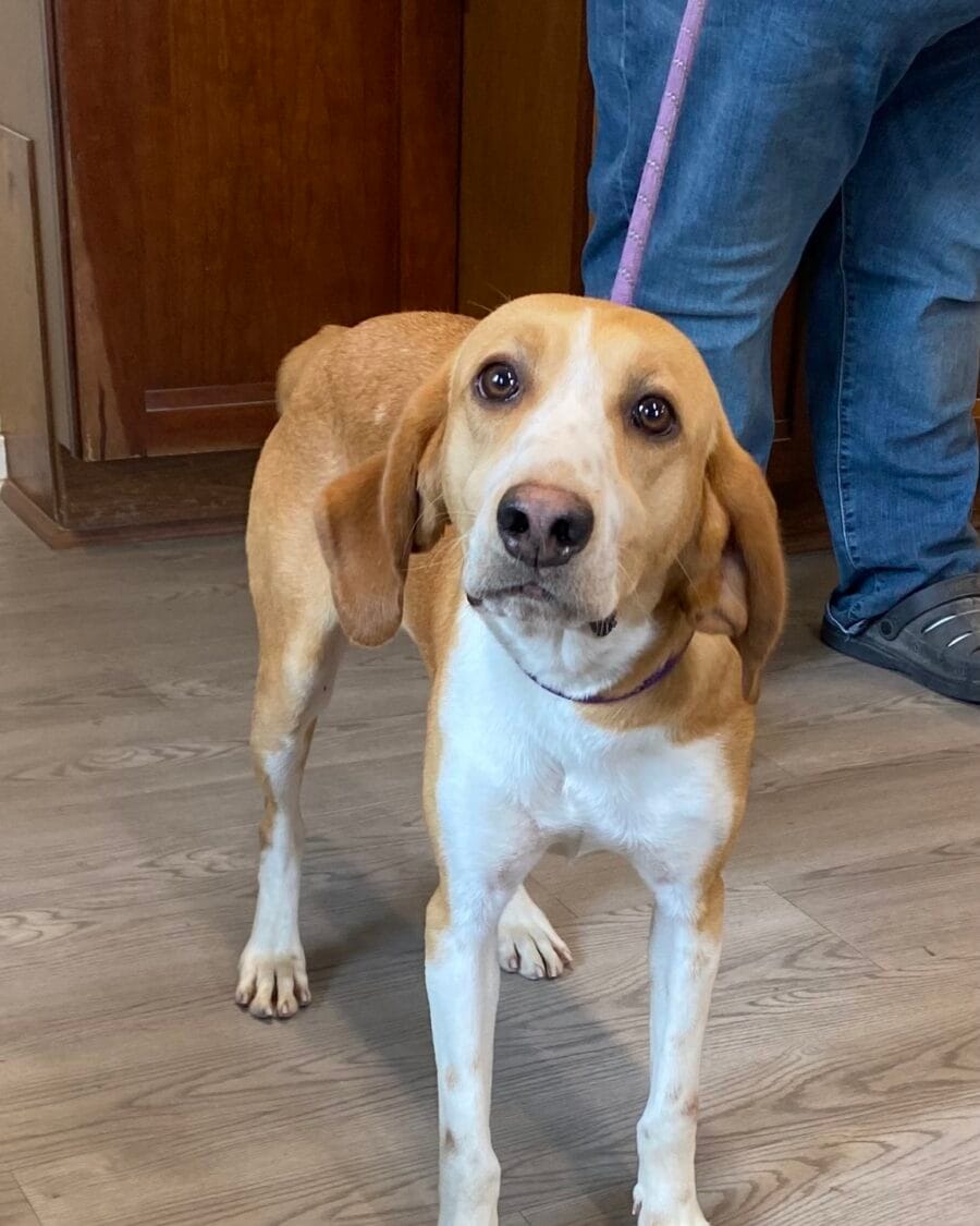 Sweet and loving. That's how we describe Penelope the hound mix.