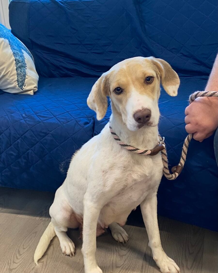 Whitney is a loving 2 year old hound mix who'd make a great family pet.