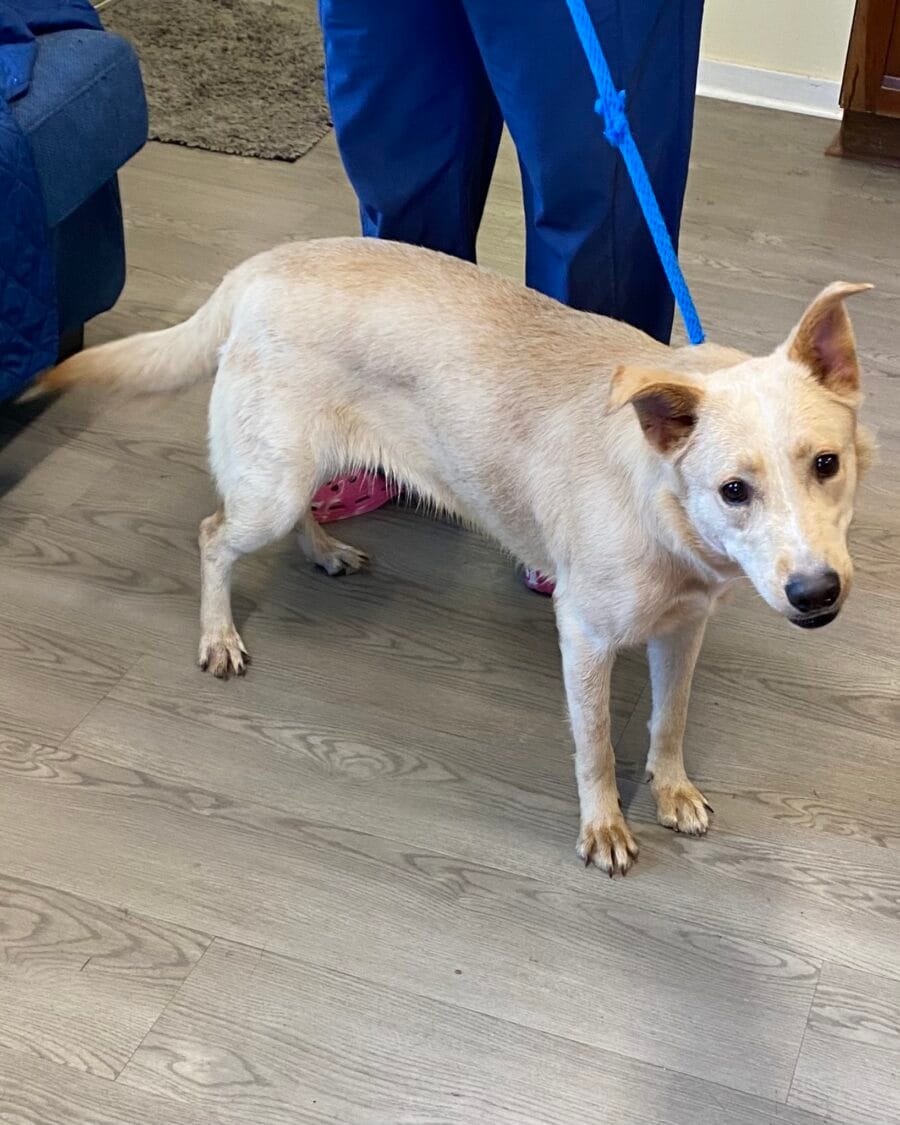 Jasmine is a strawberry blonde German shepherd mix.