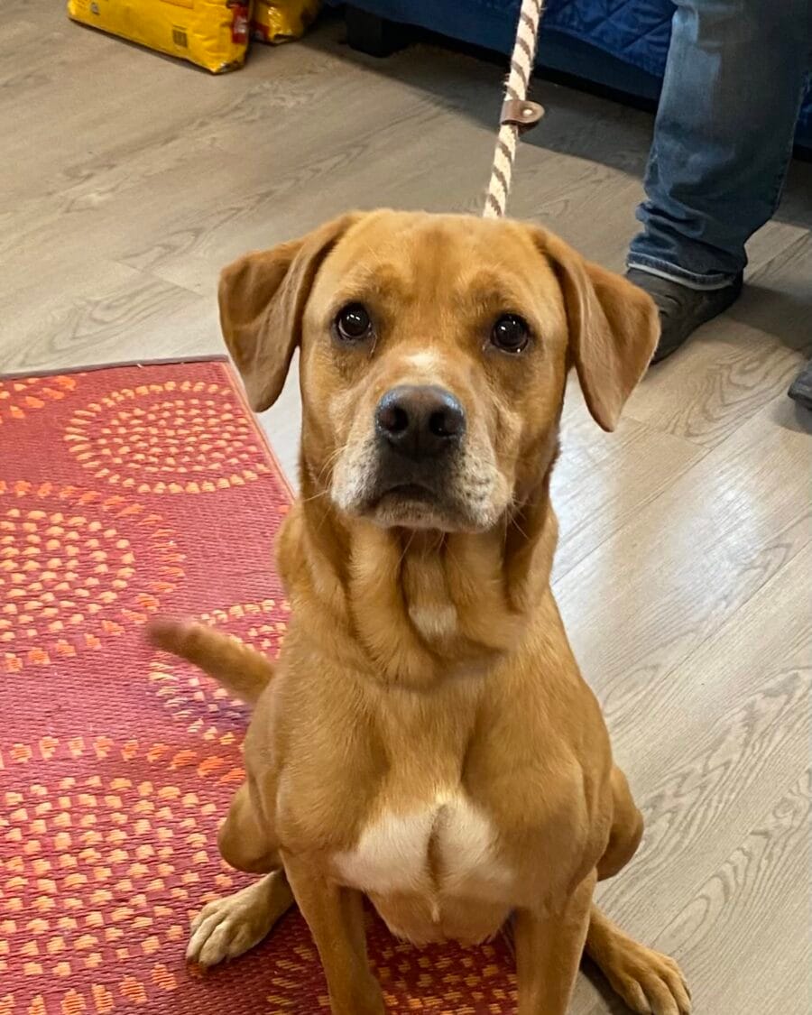 Admiral is an intelligent 2 year old yellow lab mix with enormous potential.