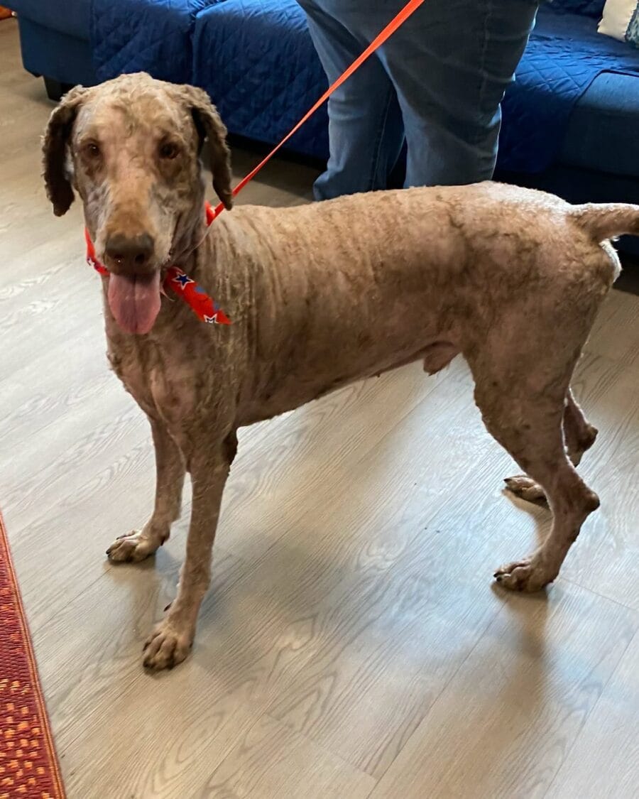 Doc is a 4 year old Labradoodle.