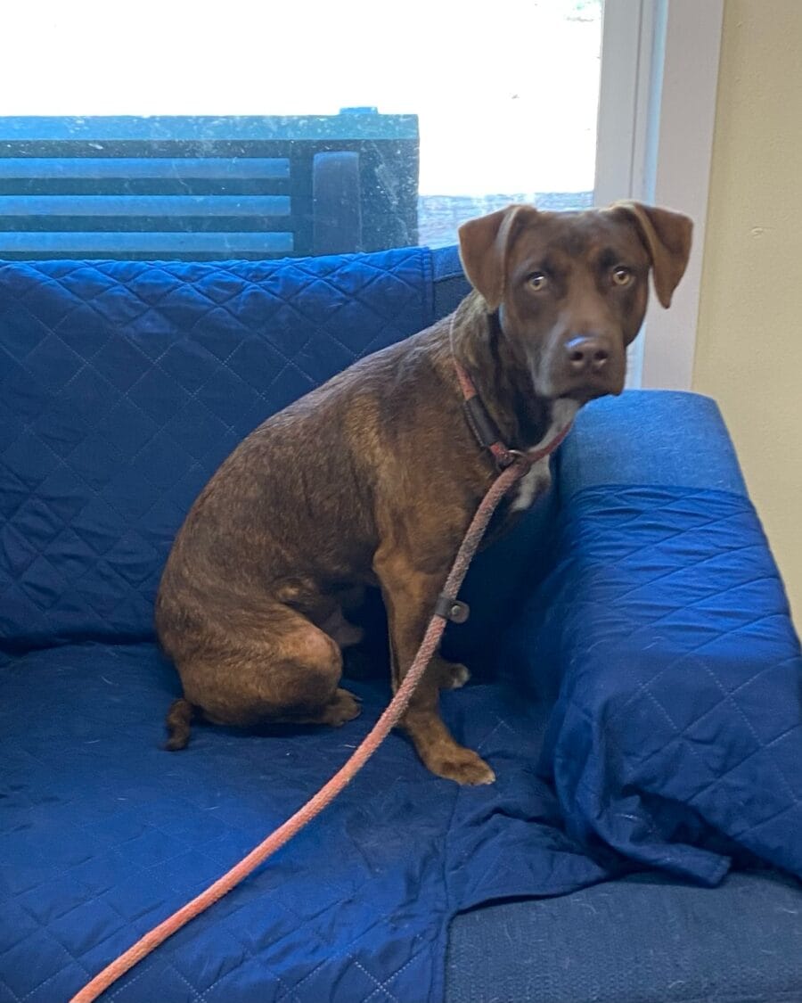 Gerald is a 6 month old labrador mix.