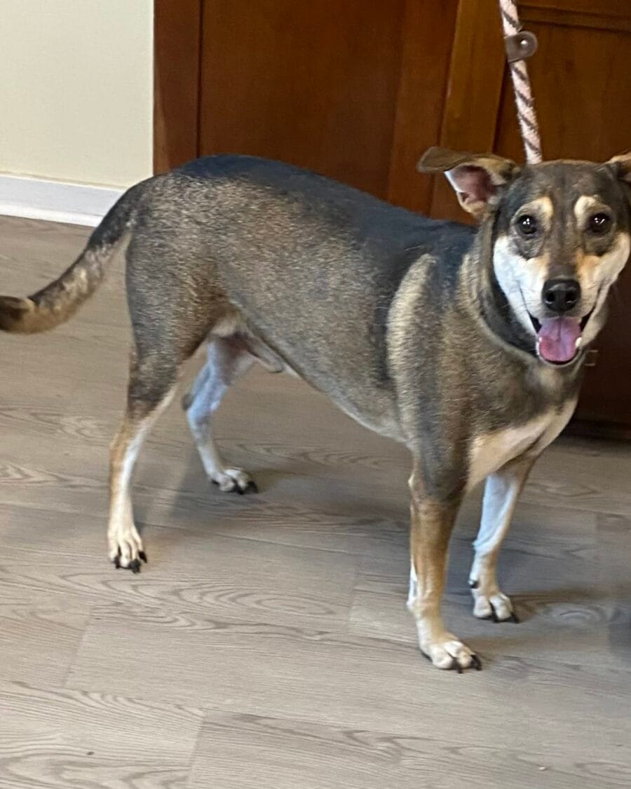 Sam is a handsome, middle-aged, sweetheart loves everyone he meets.