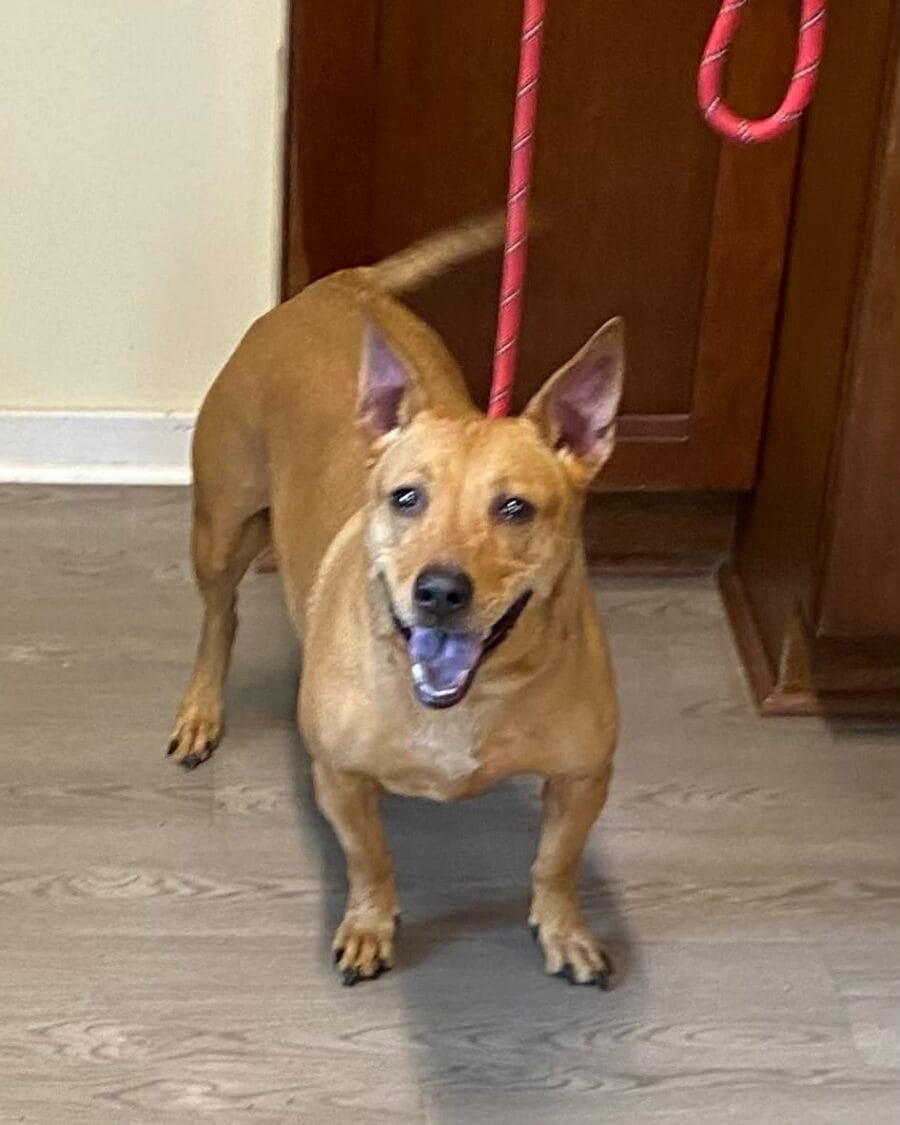 Scrappy is a low rider, middle aged, dachshund mix who has tons of personality.