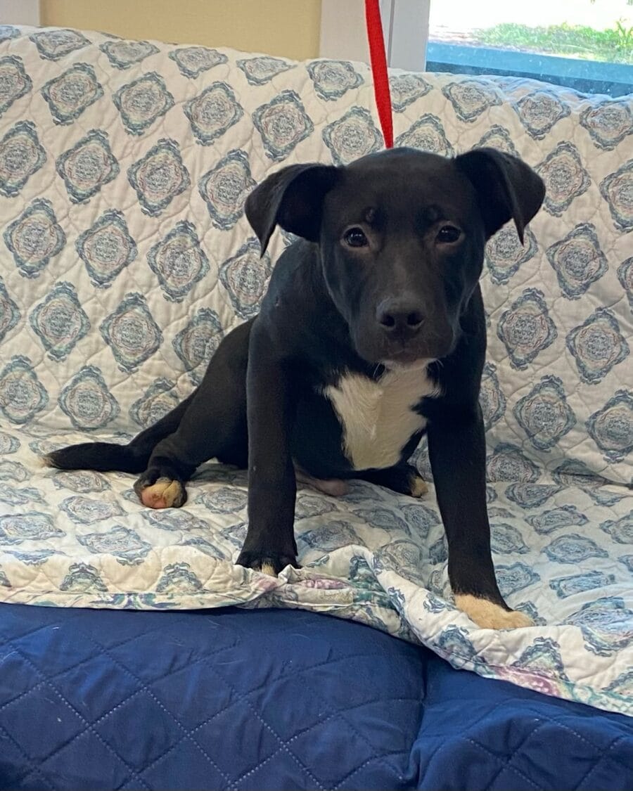 Finley is a charming 18 week old lover.
