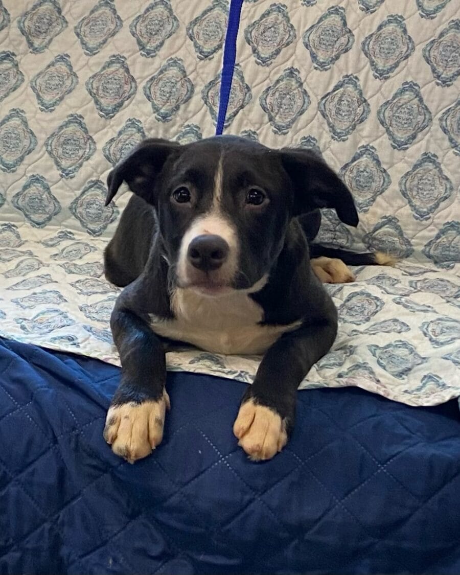 18 week old Frank is a sweet, happy, easy-going pup.