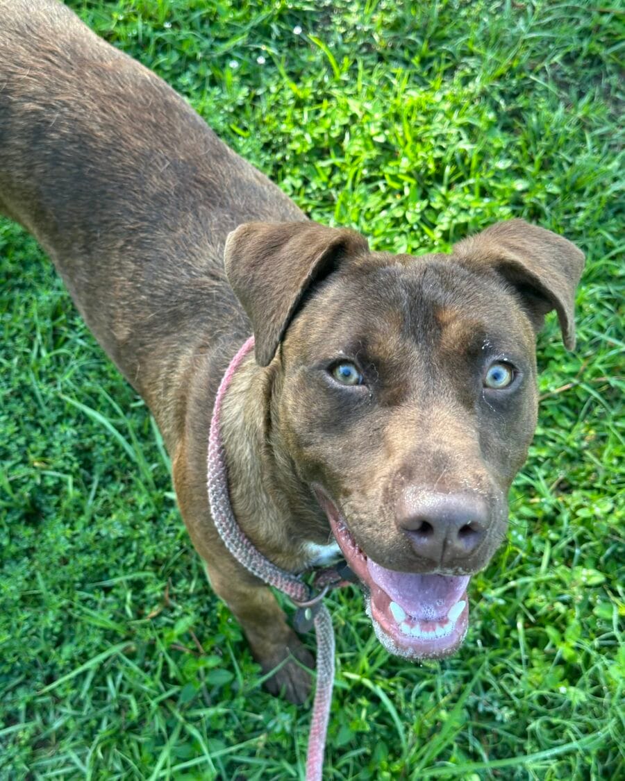 Gerald is a labrador mix.