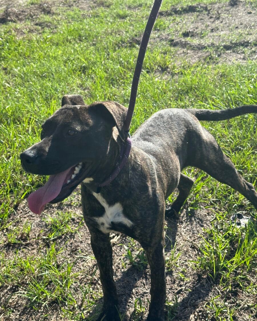 Loretta is a loving, black/brindle labrador mix. 6 months old.
