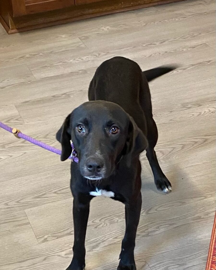 Missy, a wonderful labrador mix.