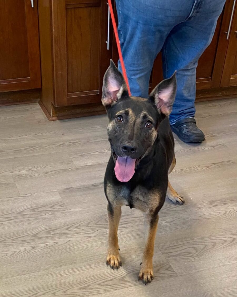 Courtney is a loving, fun 1 year old shepherd mix.