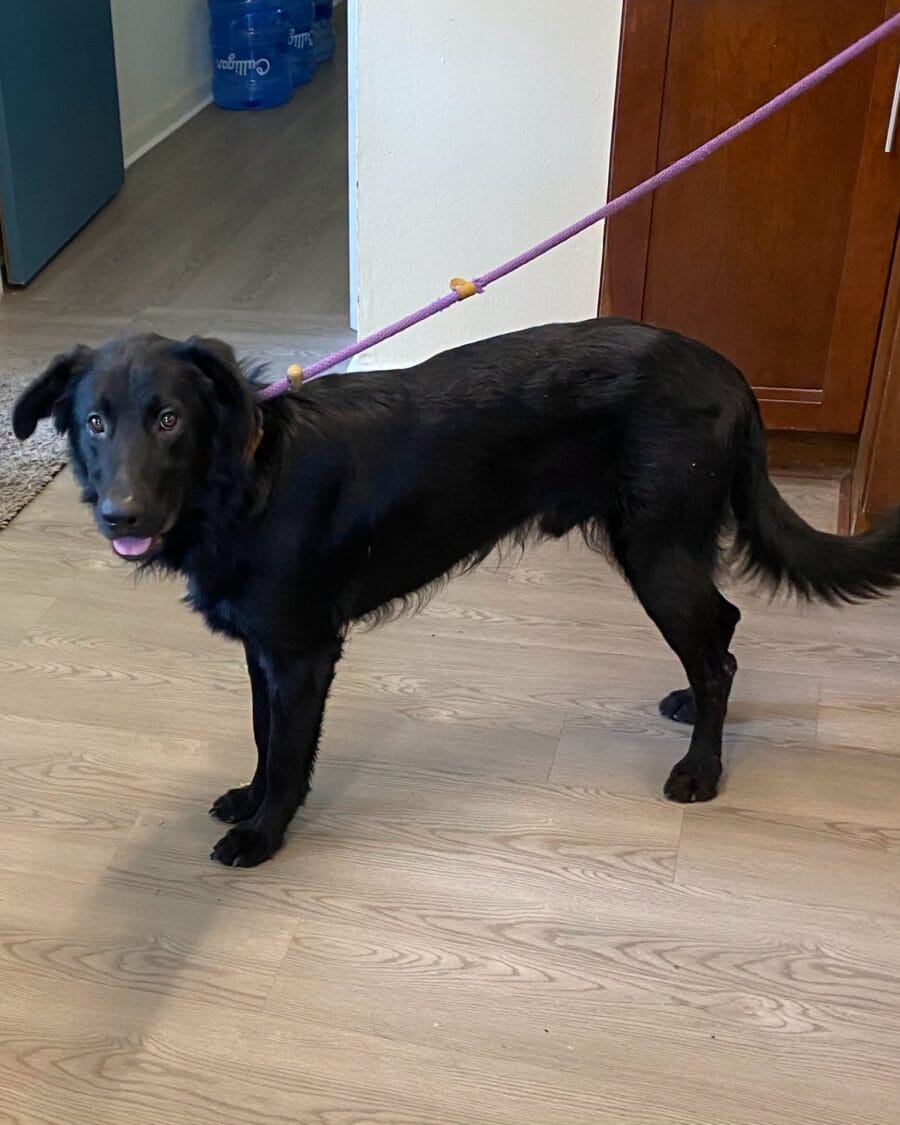 Reggie is a gorgeous retriever mix.