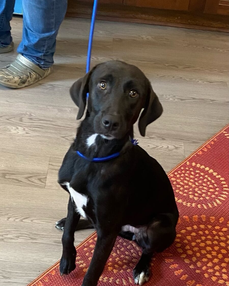 Sissy is a lovely 9 month old labrador mix.