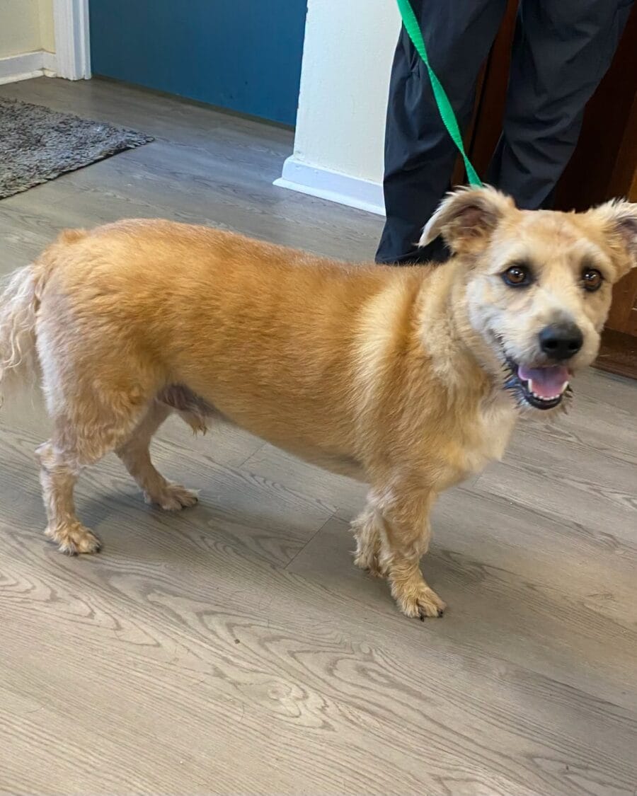 Chase is a 3 year old Basset/Hound, terrier/ retriever mix
